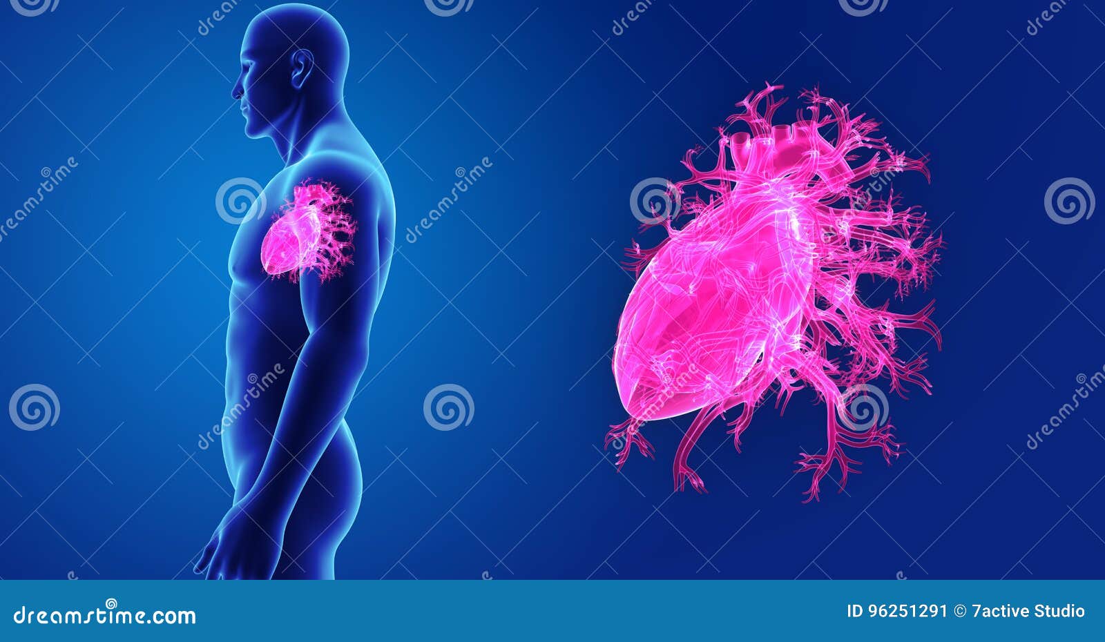 human heart zoom with body lateral view